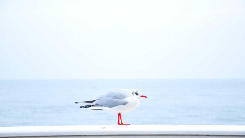 联邦学习：隐私保护下的AI数据共享秘诀